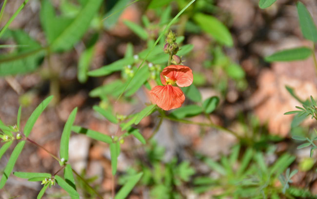 Macroptilium gibbosifolium, Variableleaf Bushbean, Southwest Desert Flora